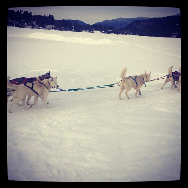 Lake Placid, dogsled