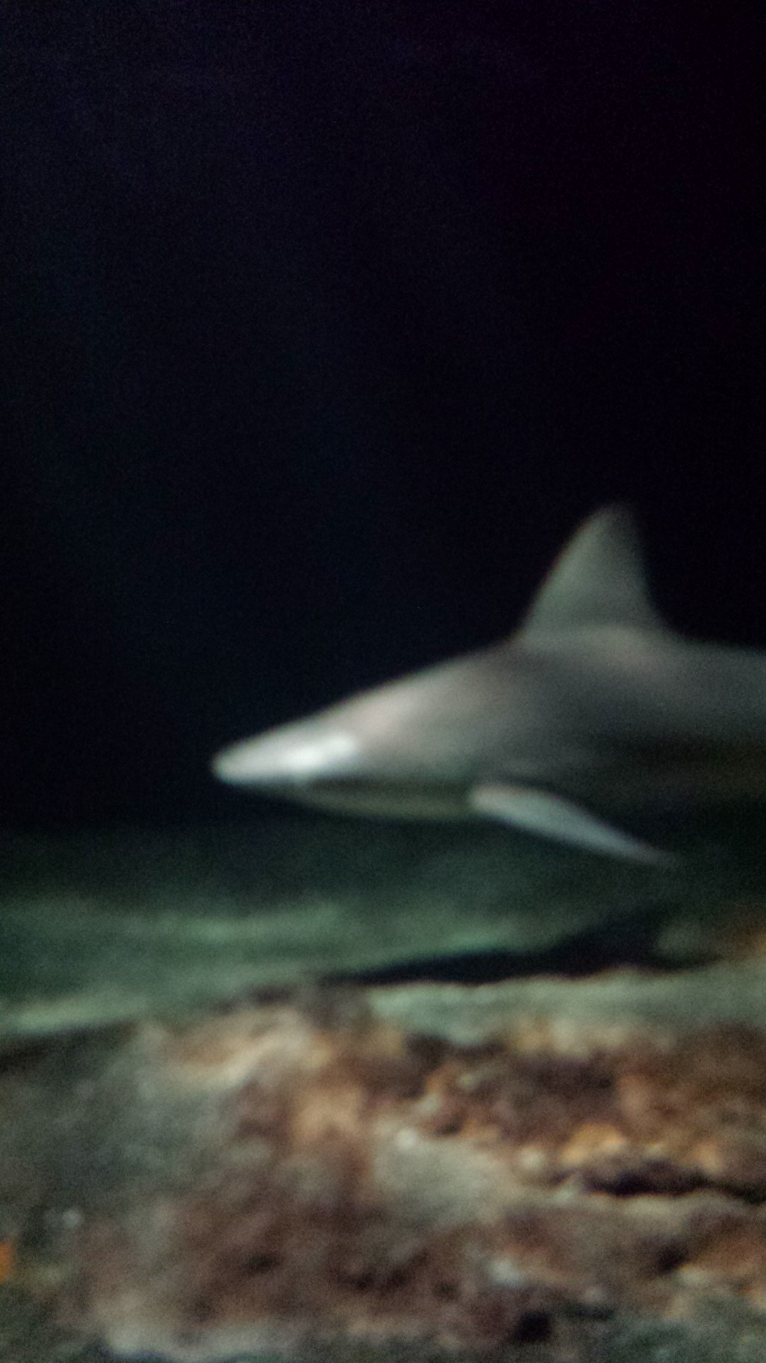 A shark at the National Aquarium. The people working there kept trying to convince us that "most sharks aren't dangerous to humans," but they couldn't fool me. I watch Shark Week. 