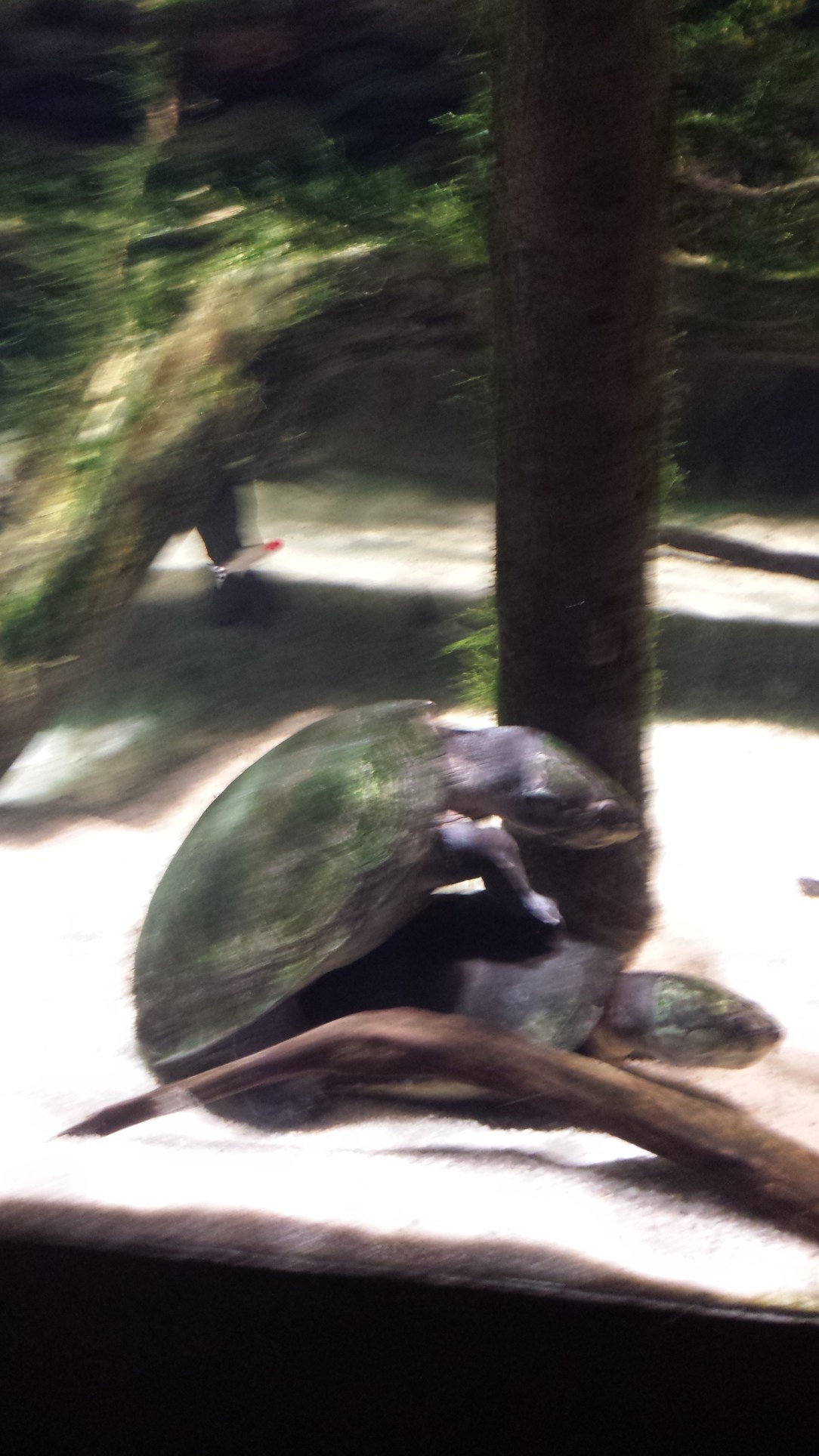 Humping turtles at the National Aquarium since I'm the height of maturity. 