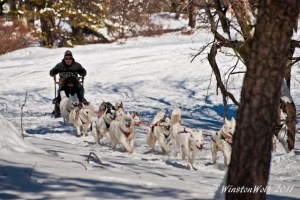 Arctic Paws Dogsledding
