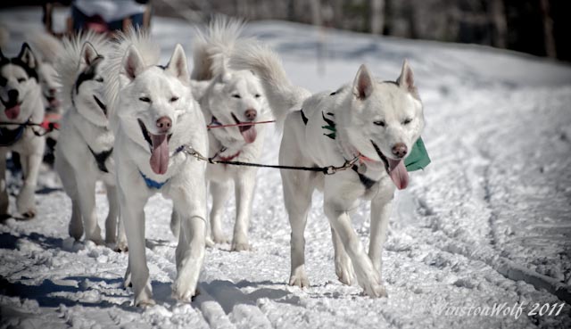 Arctic Paws Dog Sledding