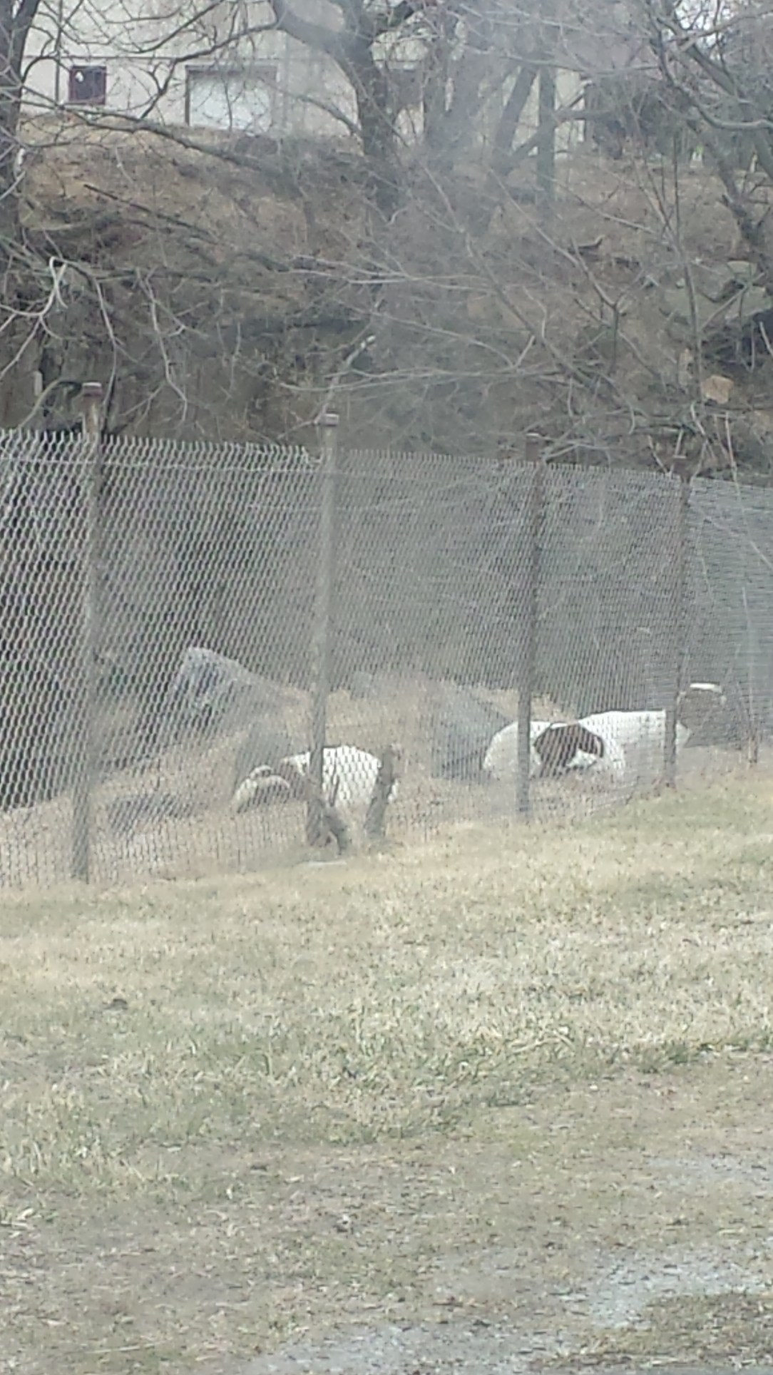 Just some goats, chilling in Paradise. Sorry...
