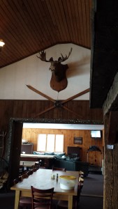 Found a moose...sort of.