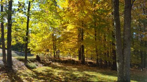 Come on, that's so pretty it looks fake, and it's right in my frontyard!